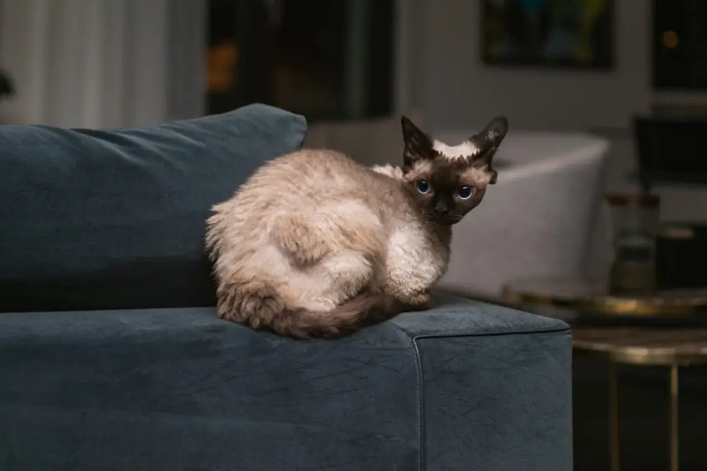 How to Remove Pet Hair from Couch? Quick and Easy Guide